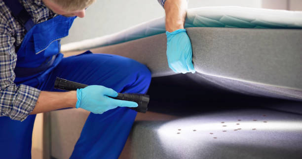 Best Affordable Pest Control Services  in Buffalo Grove, IL