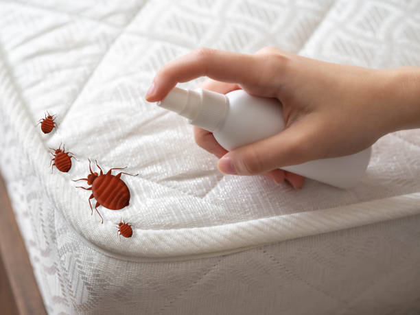 Pest Prevention Services in Buffalo Grove, IL