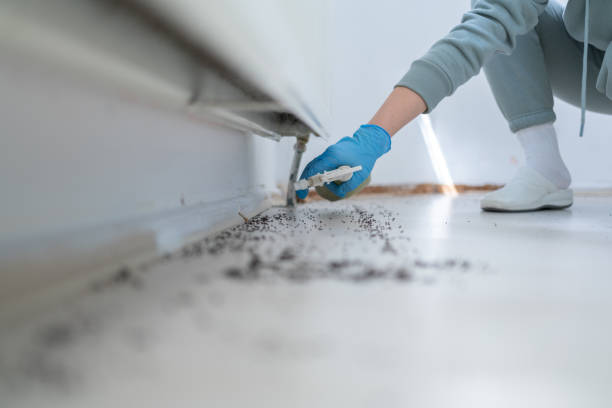 Best Termite Control Services  in Buffalo Grove, IL